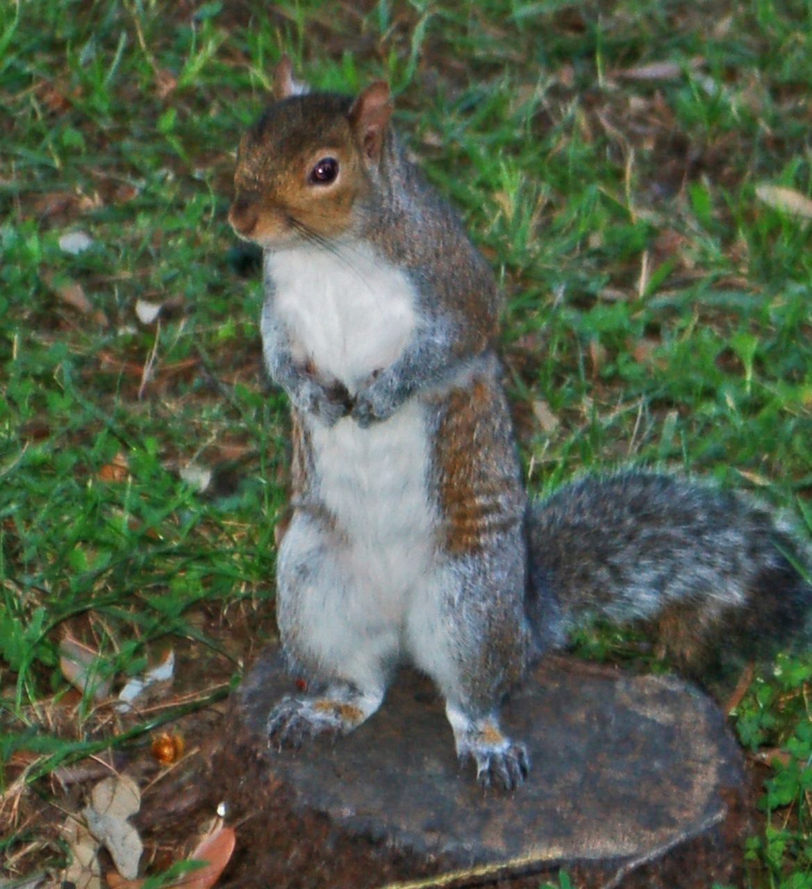 Sciurus carolinensis